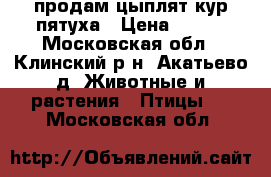 продам цыплят кур пятуха › Цена ­ 100 - Московская обл., Клинский р-н, Акатьево д. Животные и растения » Птицы   . Московская обл.